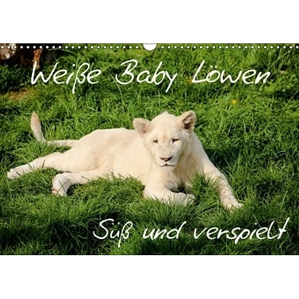 Weiße Baby Löwen - Süß und verspielt (Wandkalender 2017 DIN A3 quer), Christian Colista