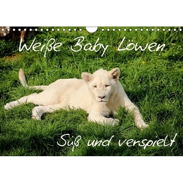 Weiße Baby Löwen - Süß und verspielt (Wandkalender 2017 DIN A4 quer), Christian Colista