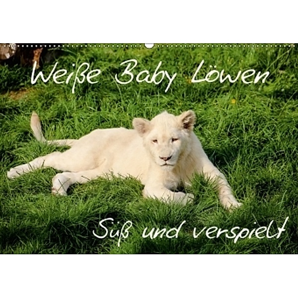 Weiße Baby Löwen - Süß und verspielt (Wandkalender 2017 DIN A2 quer), Christian Colista