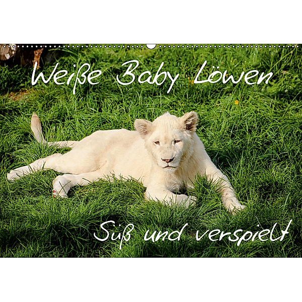 Weiße Baby Löwen - Süß und verspielt (Wandkalender 2019 DIN A2 quer), Christian Colista