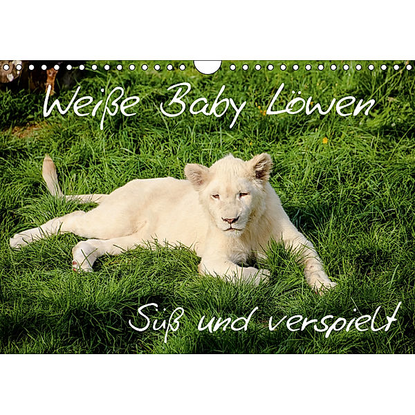 Weiße Baby Löwen - Süß und verspielt (Wandkalender 2019 DIN A4 quer), Christian Colista