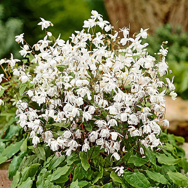 Weiße Elfenblume