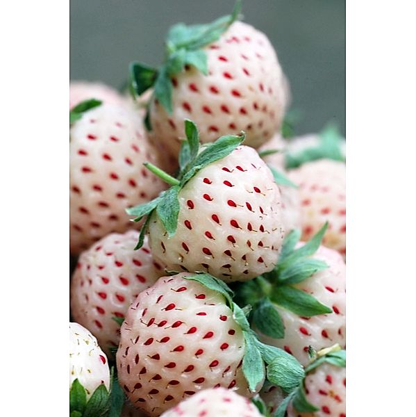Weiße Erdbeere, 4 Pflanzen