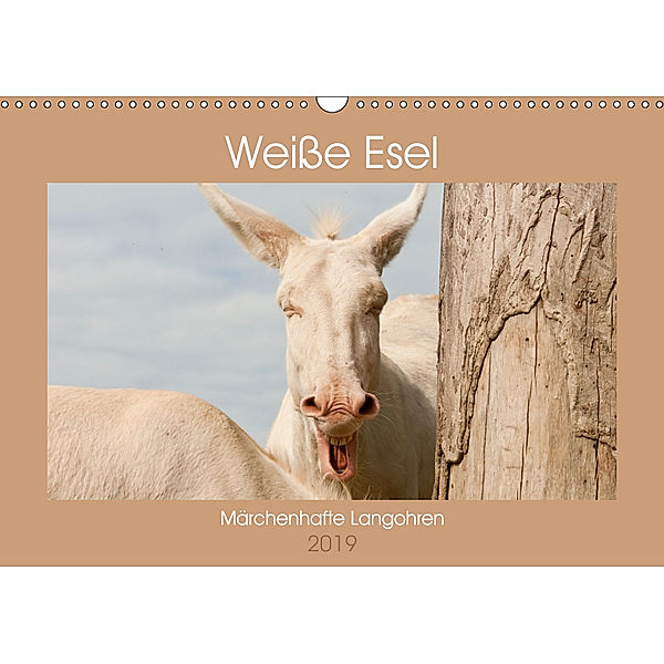 Weisse Esel - Märchenhafte Langohren (Wandkalender 2019 DIN A3 quer), Meike Bölts