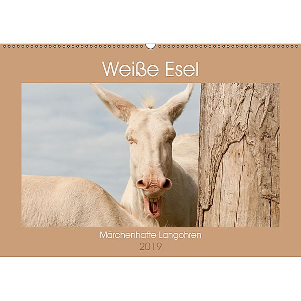 Weisse Esel - Märchenhafte Langohren (Wandkalender 2019 DIN A2 quer), Meike Bölts