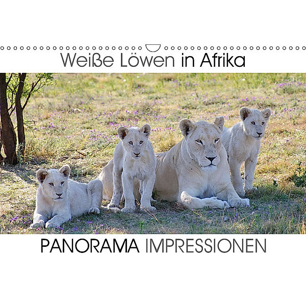 Weiße Löwen in Afrika PANORAMA IMPRESSIONEN (Wandkalender 2019 DIN A3 quer), Barbara Fraatz