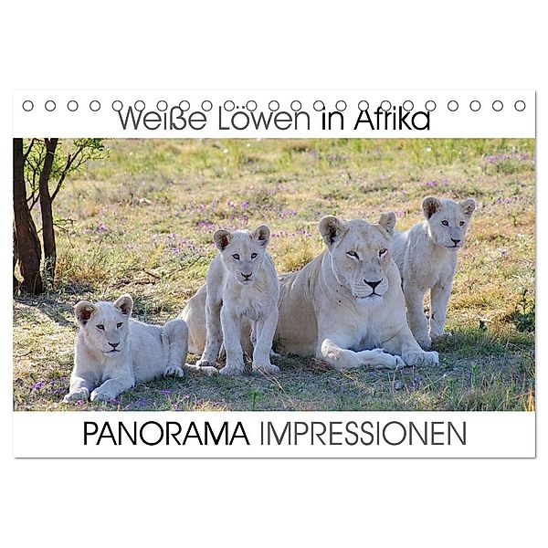 Weiße Löwen in Afrika PANORAMA IMPRESSIONEN (Tischkalender 2025 DIN A5 quer), CALVENDO Monatskalender, Calvendo, Barbara Fraatz