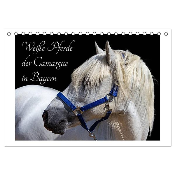 Weisse Pferde der Camargue in Bayern (Tischkalender 2024 DIN A5 quer), CALVENDO Monatskalender, photography brigitte jaritz