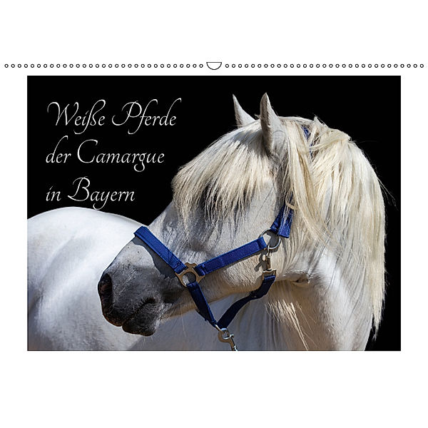 Weiße Pferde der Camargue in Bayern (Wandkalender 2019 DIN A2 quer), Brigitte Jaritz