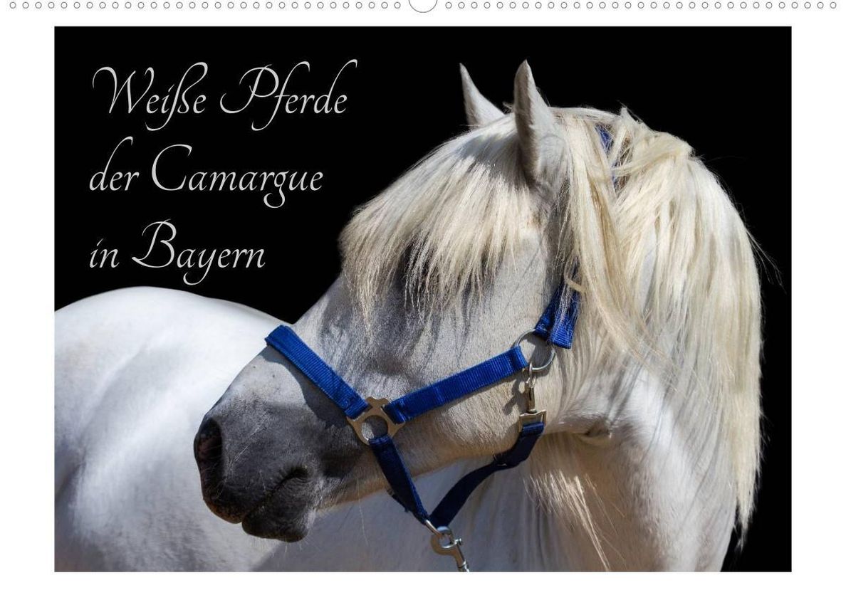 Weiße Pferde der Camargue in Bayern Wandkalender 2023 DIN A2 quer -  Kalender bestellen