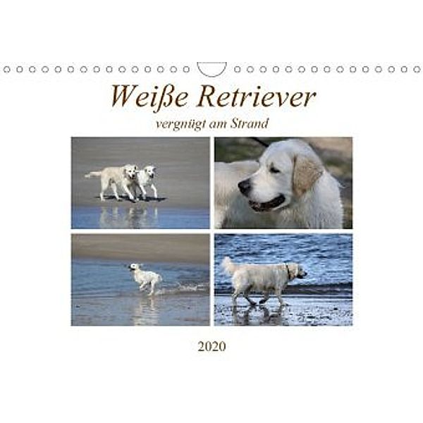 Weiße Retriever vergnügt am Strand (Wandkalender 2020 DIN A4 quer)