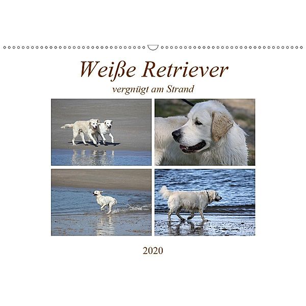 Weiße Retriever vergnügt am Strand (Wandkalender 2020 DIN A2 quer)