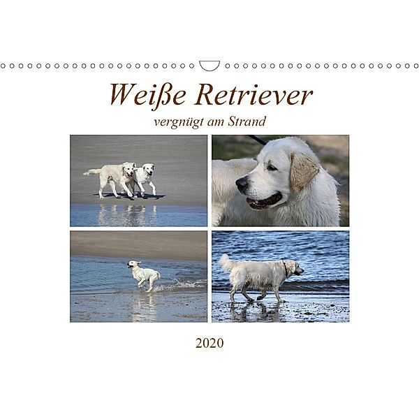 Weiße Retriever vergnügt am Strand (Wandkalender 2020 DIN A3 quer)