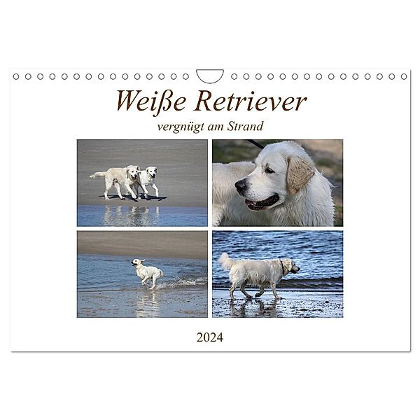 Weiße Retriever vergnügt am Strand (Wandkalender 2024 DIN A4 quer), CALVENDO Monatskalender, Schnellewelten