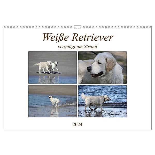 Weiße Retriever vergnügt am Strand (Wandkalender 2024 DIN A3 quer), CALVENDO Monatskalender, Schnellewelten