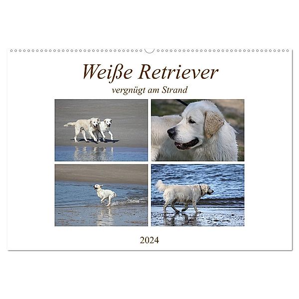 Weiße Retriever vergnügt am Strand (Wandkalender 2024 DIN A2 quer), CALVENDO Monatskalender, Schnellewelten