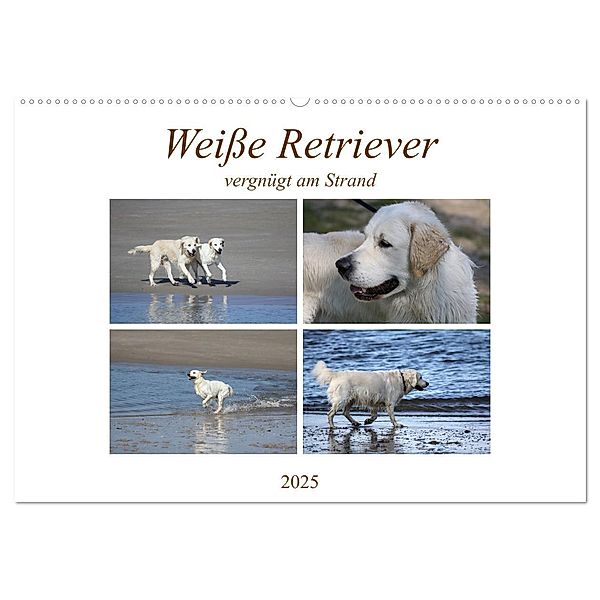 Weiße Retriever vergnügt am Strand (Wandkalender 2025 DIN A2 quer), CALVENDO Monatskalender, Calvendo, Schnellewelten