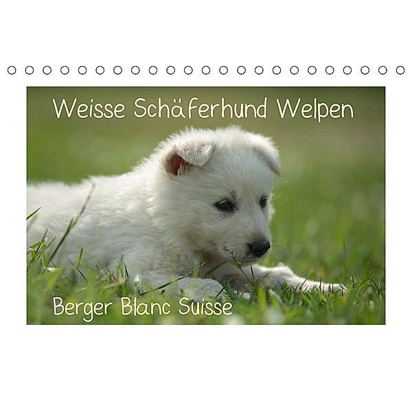 Weisse Schäferhund Welpen - Berger Blanc Suisse (Tischkalender 2021 DIN A5 quer), Tanja Riedel