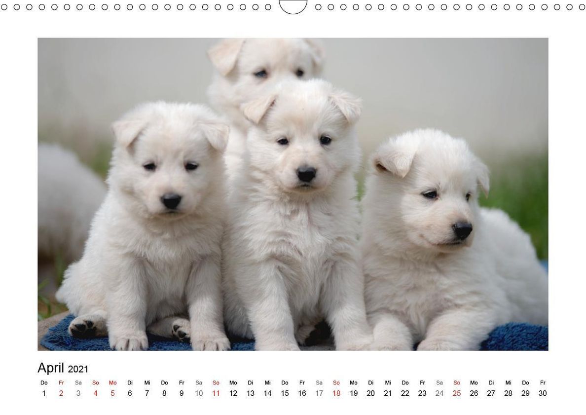 Weisse Schäferhund Welpen - Berger Blanc Suisse Wandkalender 2021 DIN A3  quer - Kalender bestellen