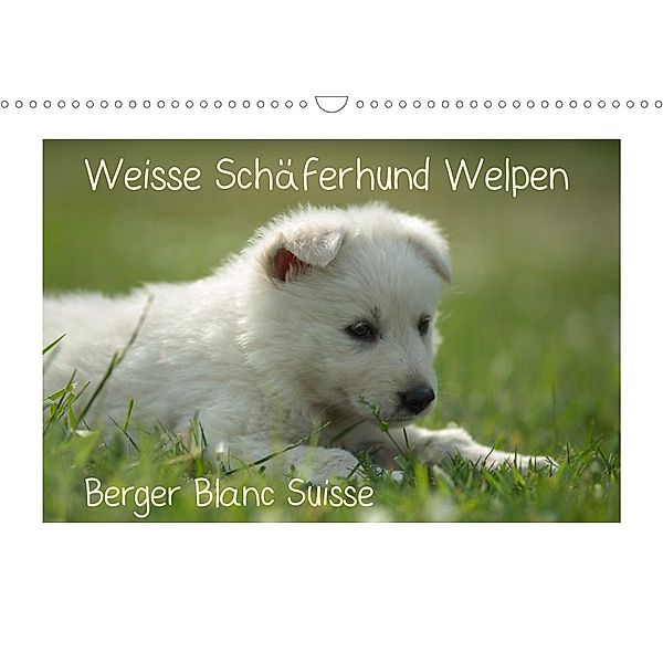 Weisse Schäferhund Welpen - Berger Blanc Suisse (Wandkalender 2021 DIN A3 quer), Tanja Riedel