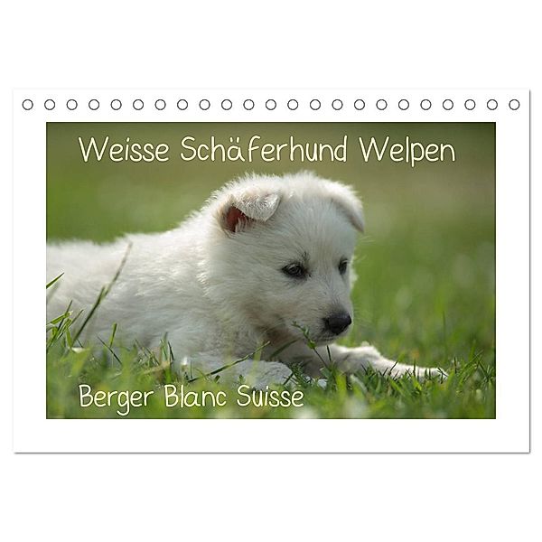 Weisse Schäferhund Welpen - Berger Blanc Suisse (Tischkalender 2024 DIN A5 quer), CALVENDO Monatskalender, Tanja Riedel