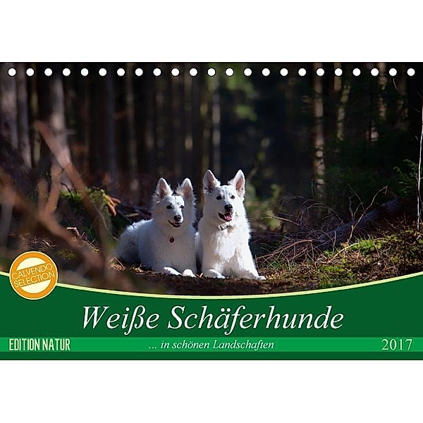Weiße Schäferhunde in schönen Landschaften (Tischkalender 2017 DIN A5 quer), Martina Schikore