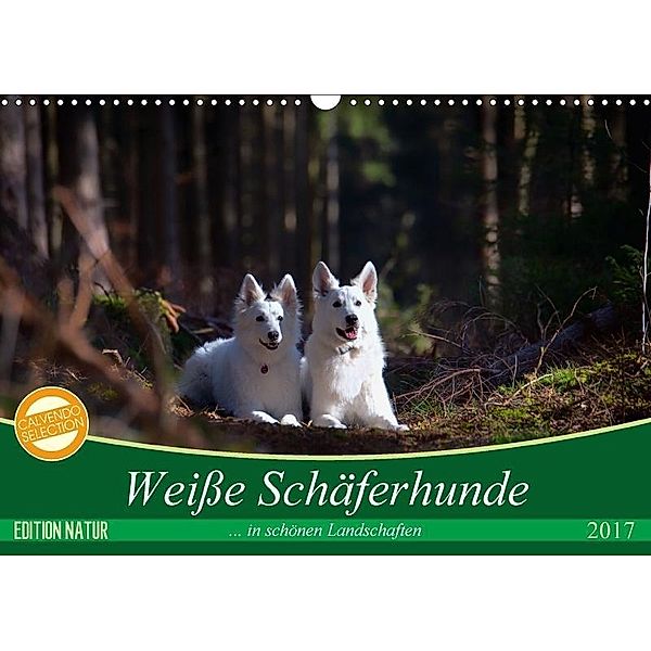 Weiße Schäferhunde in schönen Landschaften (Wandkalender 2017 DIN A3 quer), Martina Schikore