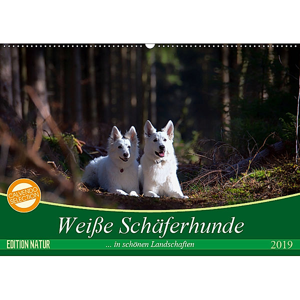 Weiße Schäferhunde in schönen Landschaften (Wandkalender 2019 DIN A2 quer), Martina Schikore