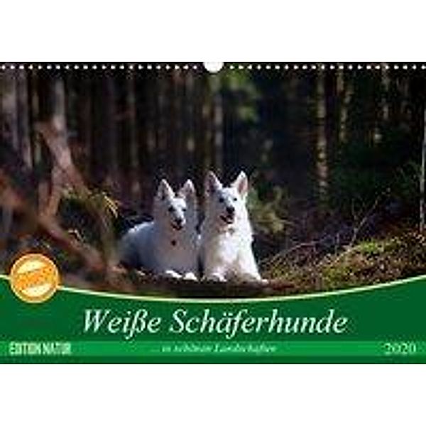 Weiße Schäferhunde in schönen Landschaften (Wandkalender 2020 DIN A3 quer), Martina Schikore