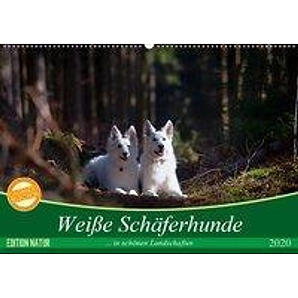 Weiße Schäferhunde in schönen Landschaften (Wandkalender 2020 DIN A2 quer), Martina Schikore