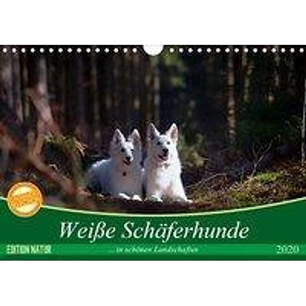 Weisse Schäferhunde in schönen Landschaften (Wandkalender 2020 DIN A4 quer), Martina Schikore