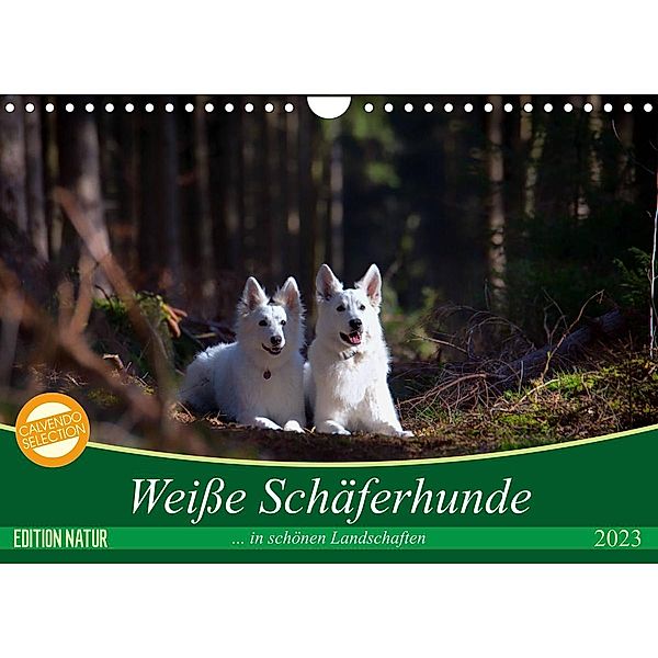 Weiße Schäferhunde in schönen Landschaften (Wandkalender 2023 DIN A4 quer), Martina Schikore