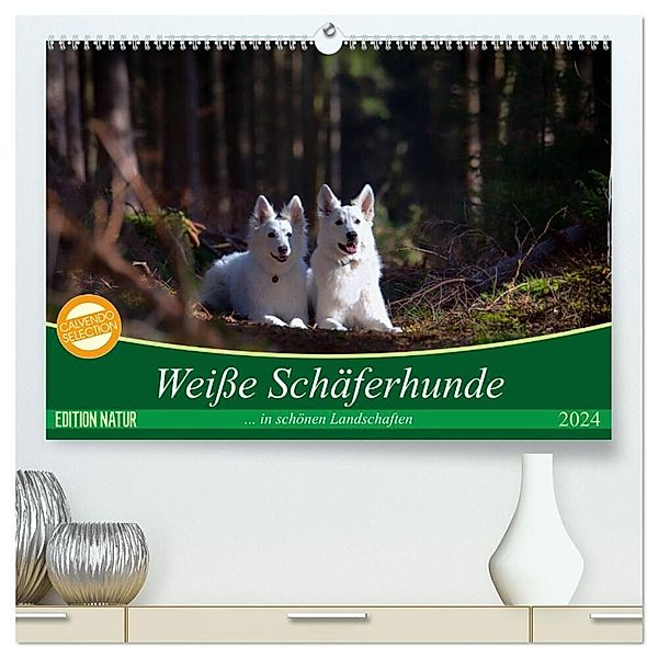 Weisse Schäferhunde in schönen Landschaften (hochwertiger Premium Wandkalender 2024 DIN A2 quer), Kunstdruck in Hochglanz, Martina Schikore