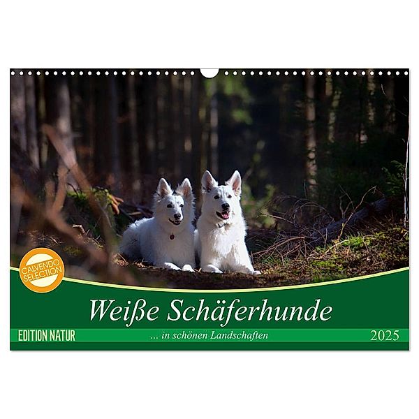 Weiße Schäferhunde in schönen Landschaften (Wandkalender 2025 DIN A3 quer), CALVENDO Monatskalender, Calvendo, Martina Schikore