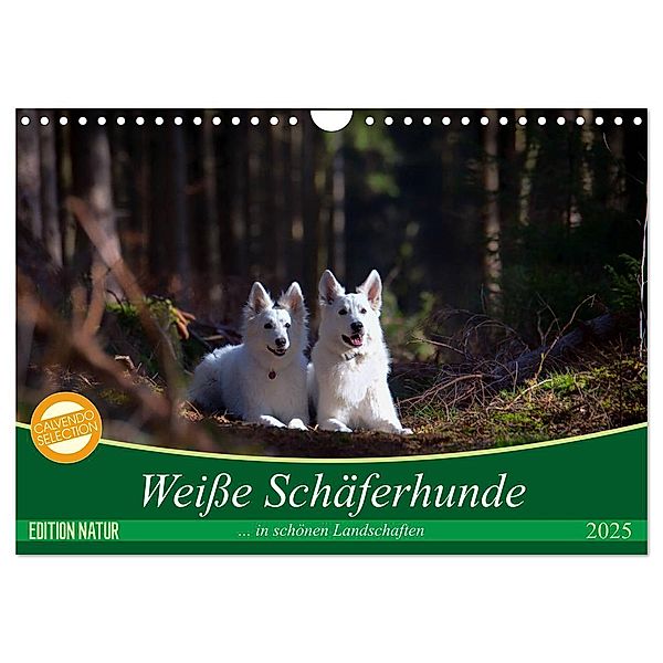 Weisse Schäferhunde in schönen Landschaften (Wandkalender 2025 DIN A4 quer), CALVENDO Monatskalender, Calvendo, Martina Schikore