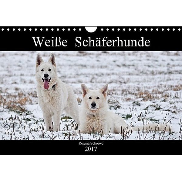 Weiße Schäferhunde (Wandkalender 2017 DIN A4 quer), Regina Schiewe