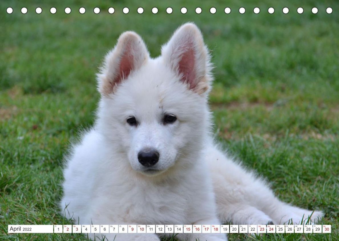 Weiße Schäferhunde - Welpenzeit Tischkalender 2022 DIN A5 quer - Kalender  bestellen