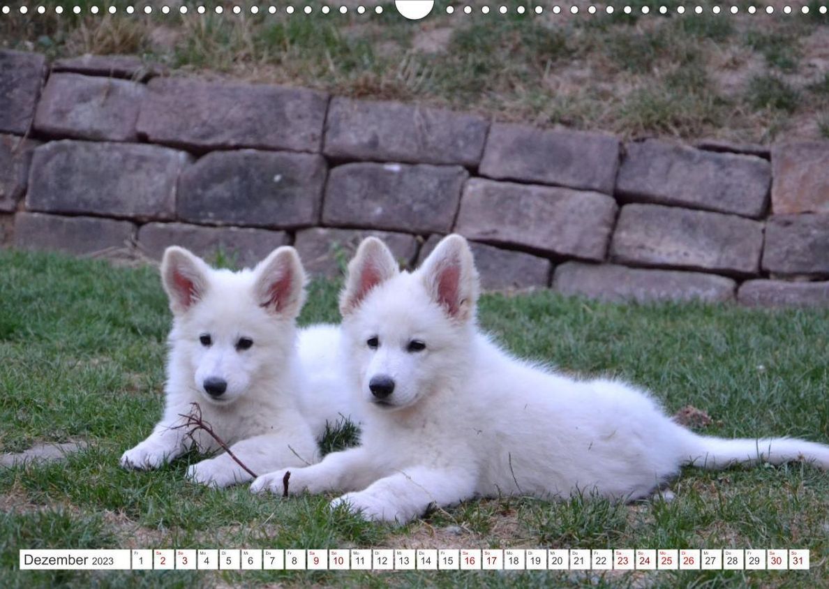 Weiße Schäferhunde - Welpenzeit Wandkalender 2023 DIN A3 quer - Kalender  bestellen