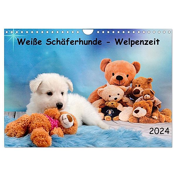 Weiße Schäferhunde - Welpenzeit (Wandkalender 2024 DIN A4 quer), CALVENDO Monatskalender, Diana Hachmeyer