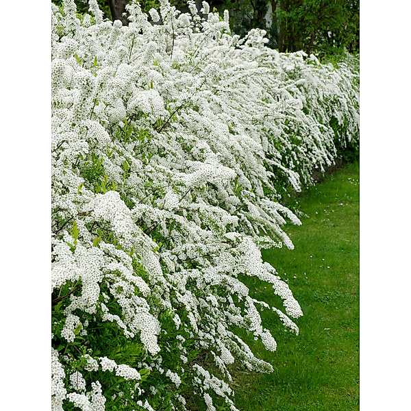 Weiße Spierstrauch-Hecke, 4 Pflanzen, reicht für 2 Meter Hecke