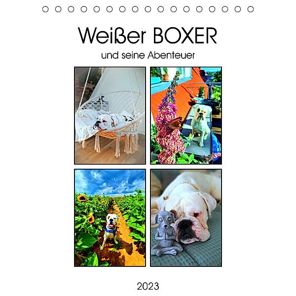 Weißer BOXER (Tischkalender 2023 DIN A5 hoch), Manuela L.