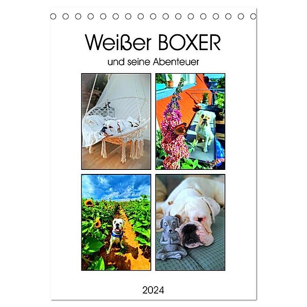 Weißer BOXER (Tischkalender 2024 DIN A5 hoch), CALVENDO Monatskalender, Manuela L.