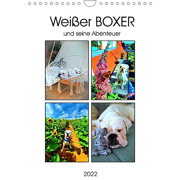 Weißer BOXER (Wandkalender 2022 DIN A4 hoch), Manuela L.