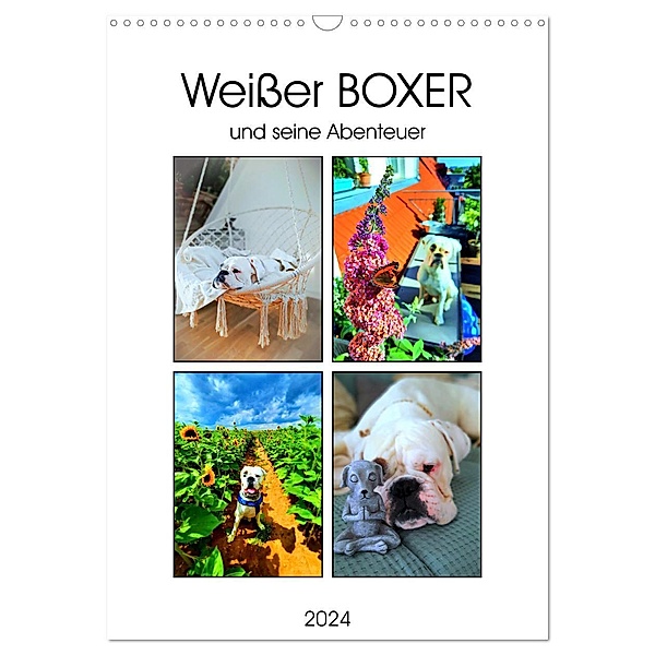 Weisser BOXER (Wandkalender 2024 DIN A3 hoch), CALVENDO Monatskalender, Calvendo, Manuela L.