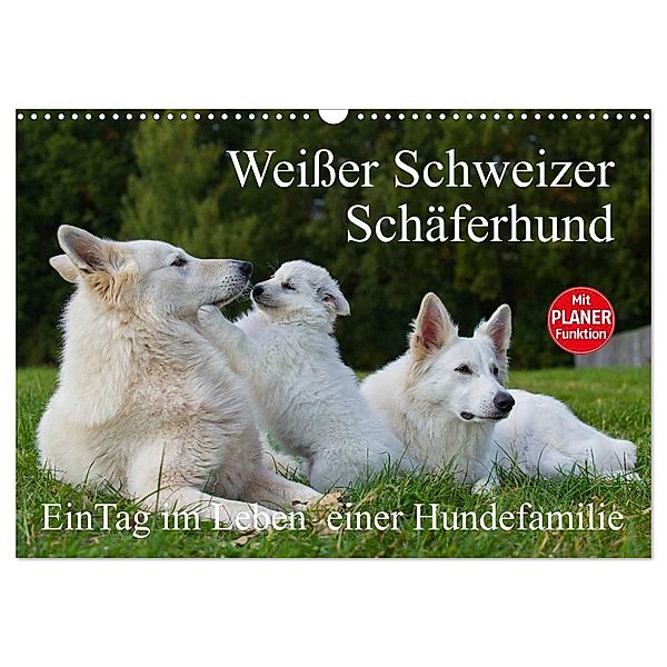 Weißer Schweizer Schäferhund - Ein Tag im Leben einer Hundefamilie (Wandkalender 2024 DIN A3 quer), CALVENDO Monatskalender, Sigrid Starick