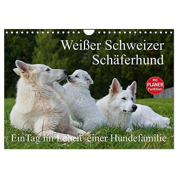 Weißer Schweizer Schäferhund - Ein Tag im Leben einer Hundefamilie (Wandkalender 2024 DIN A4 quer), CALVENDO Monatskalender, Sigrid Starick