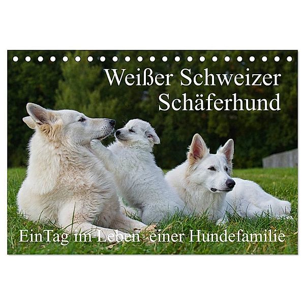 Weisser Schweizer Schäferhund - Ein Tag im Leben einer Hundefamilie (Tischkalender 2024 DIN A5 quer), CALVENDO Monatskalender, Sigrid Starick