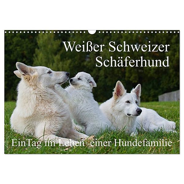 Weißer Schweizer Schäferhund - Ein Tag im Leben einer Hundefamilie (Wandkalender 2024 DIN A3 quer), CALVENDO Monatskalender, Sigrid Starick