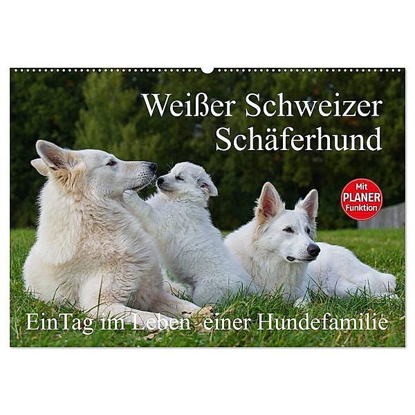 Weißer Schweizer Schäferhund - Ein Tag im Leben einer Hundefamilie (Wandkalender 2025 DIN A2 quer), CALVENDO Monatskalender, Calvendo, Sigrid Starick