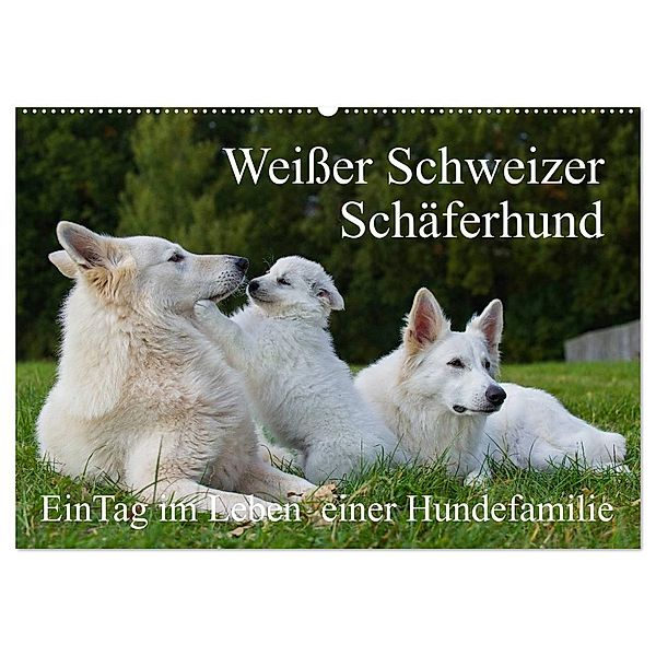 Weißer Schweizer Schäferhund - Ein Tag im Leben einer Hundefamilie (Wandkalender 2025 DIN A2 quer), CALVENDO Monatskalender, Calvendo, Sigrid Starick